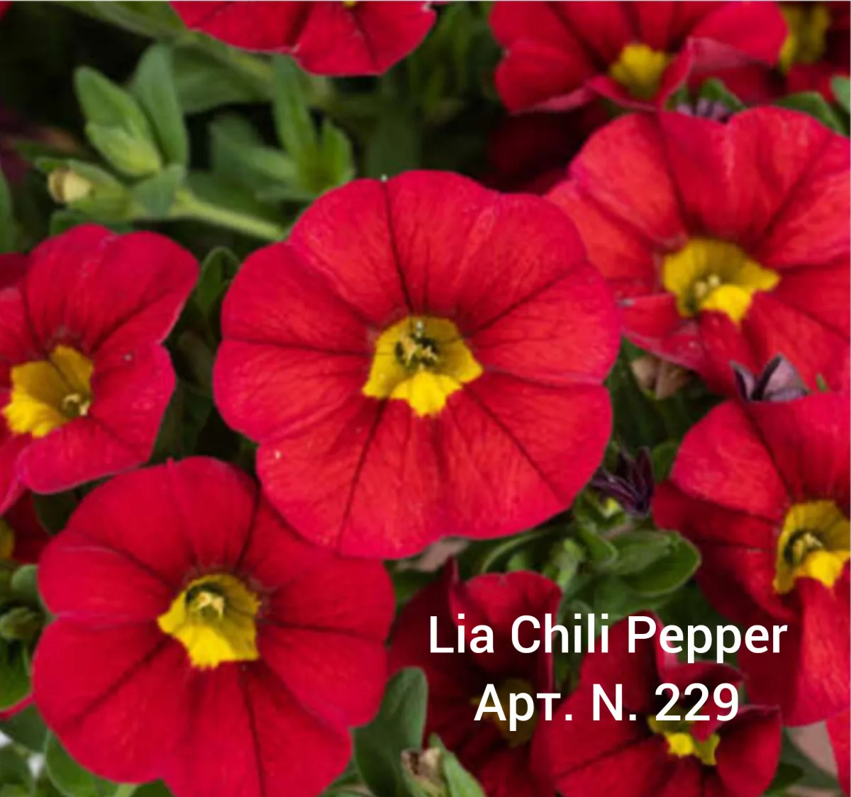 Калибрахоа вегетативная "Lia Chili Pepper"