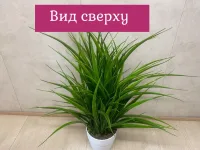 Осока средняя искусственная от Лотос"