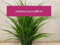 Осока средняя искусственная от Лотос"