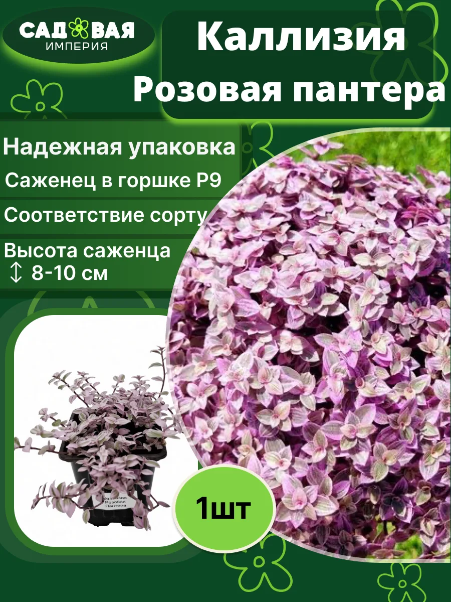 Каллизия Розовая Пантера саженец