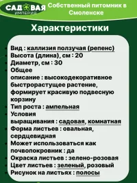 Каллизия Розовая Пантера саженец