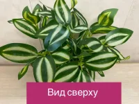 Традесканция малая  в горшке