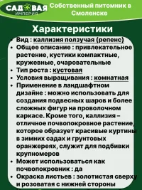 Каллизия Голд саженец