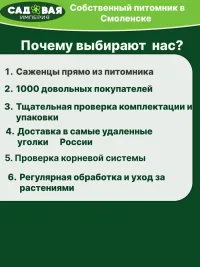Каллизия Голд саженец