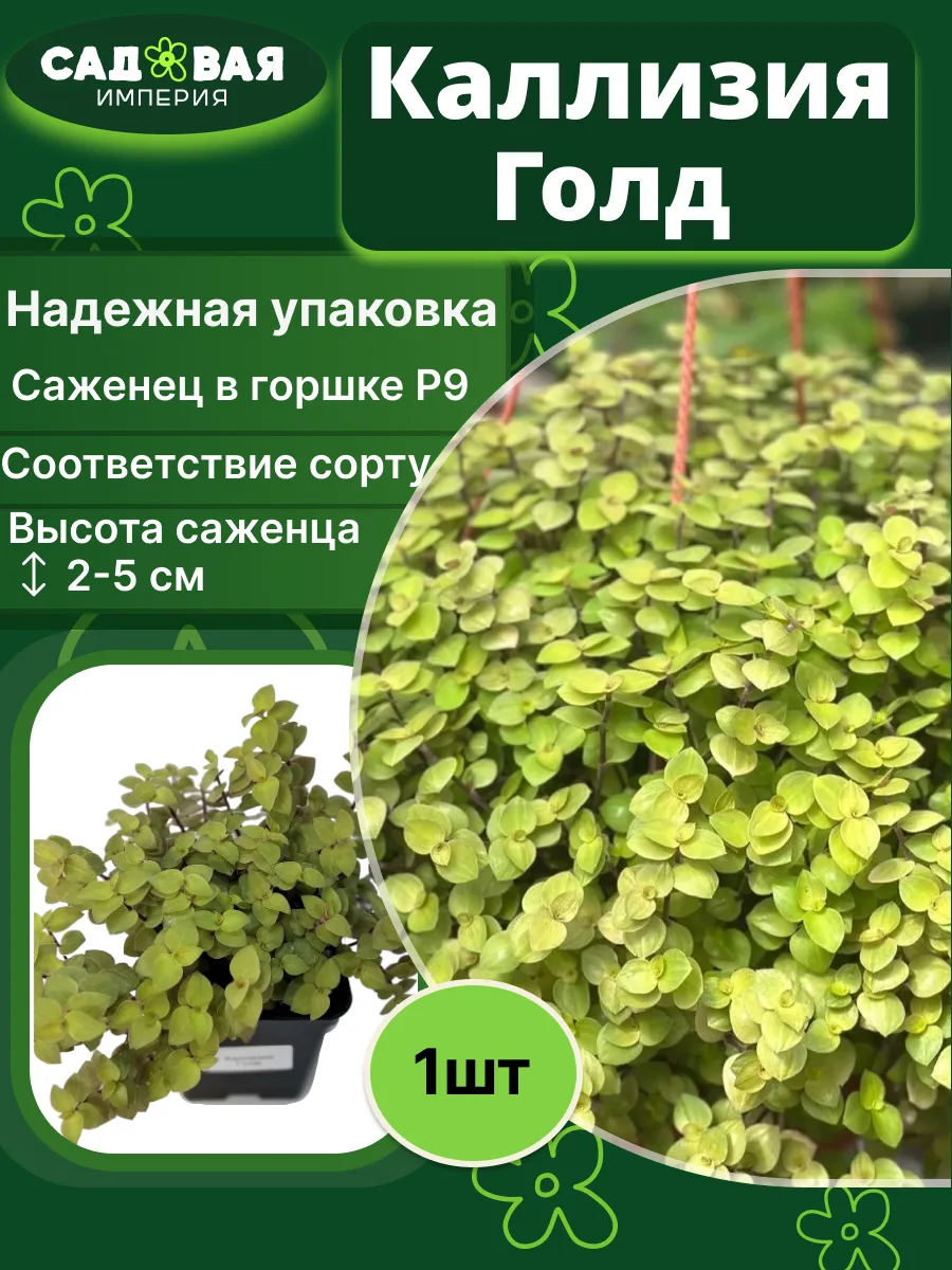 Каллизия Голд саженец