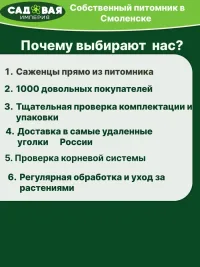 Герань саженцы
