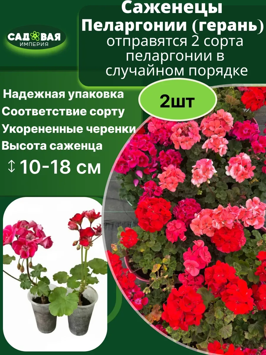 Герань саженцы