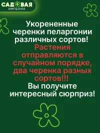 Герань саженцы