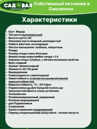 Саженцы голубики Мидер и Ханна Чойс