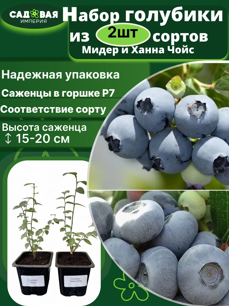 Саженцы голубики Мидер и Ханна Чойс