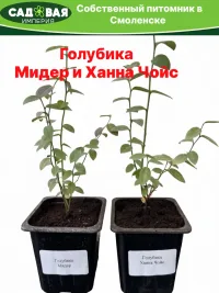 Саженцы голубики Мидер и Ханна Чойс