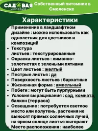 Плектрантус Золото Трои саженец