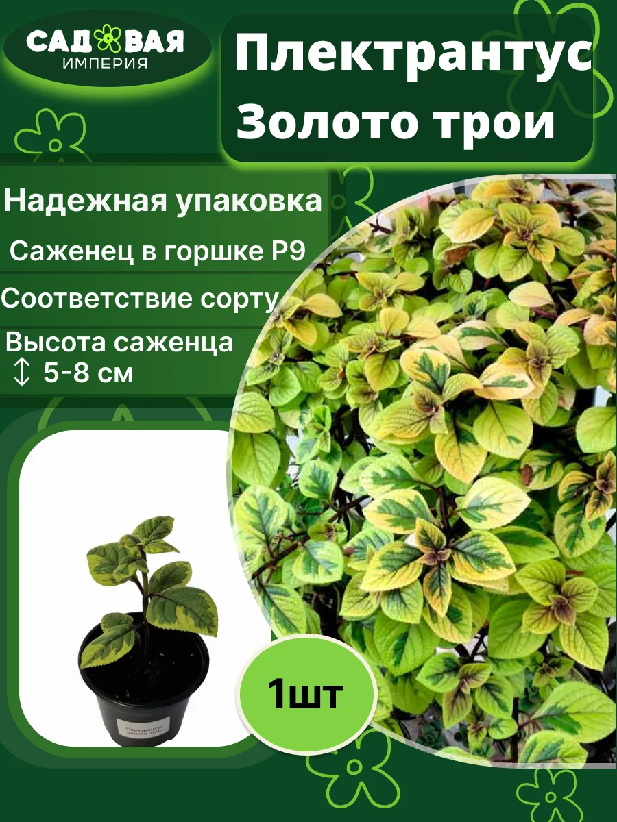 Плектрантус Золото Трои саженец