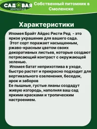 Ипомея Батат Брайд Астис Ристи Ред
