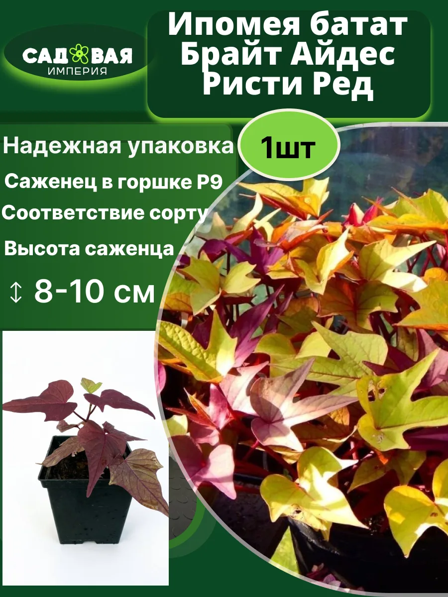 Ипомея Батат Брайд Астис Ристи Ред