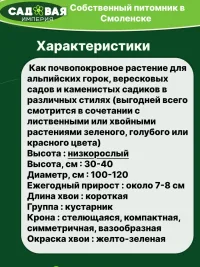 Можжевельник Лайм Глоу