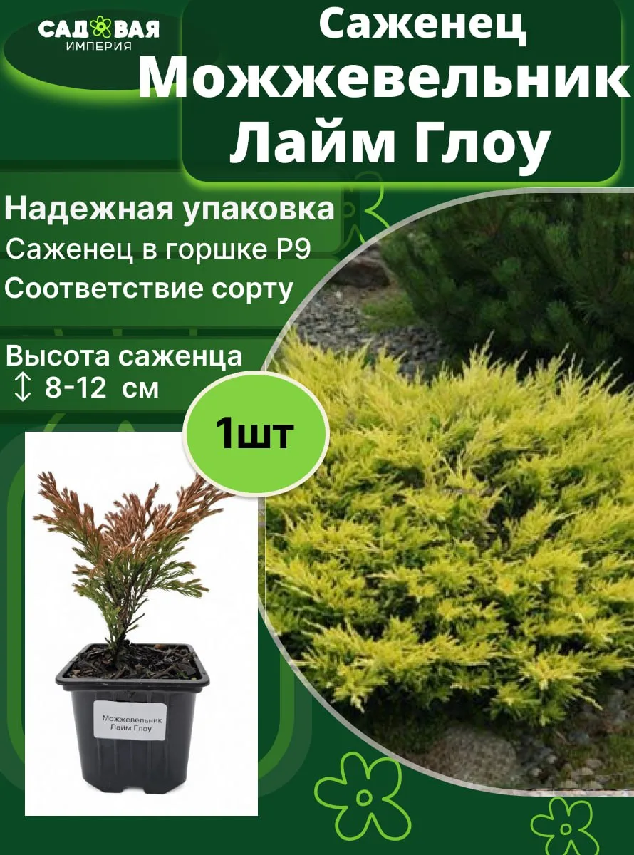Можжевельник Лайм Глоу