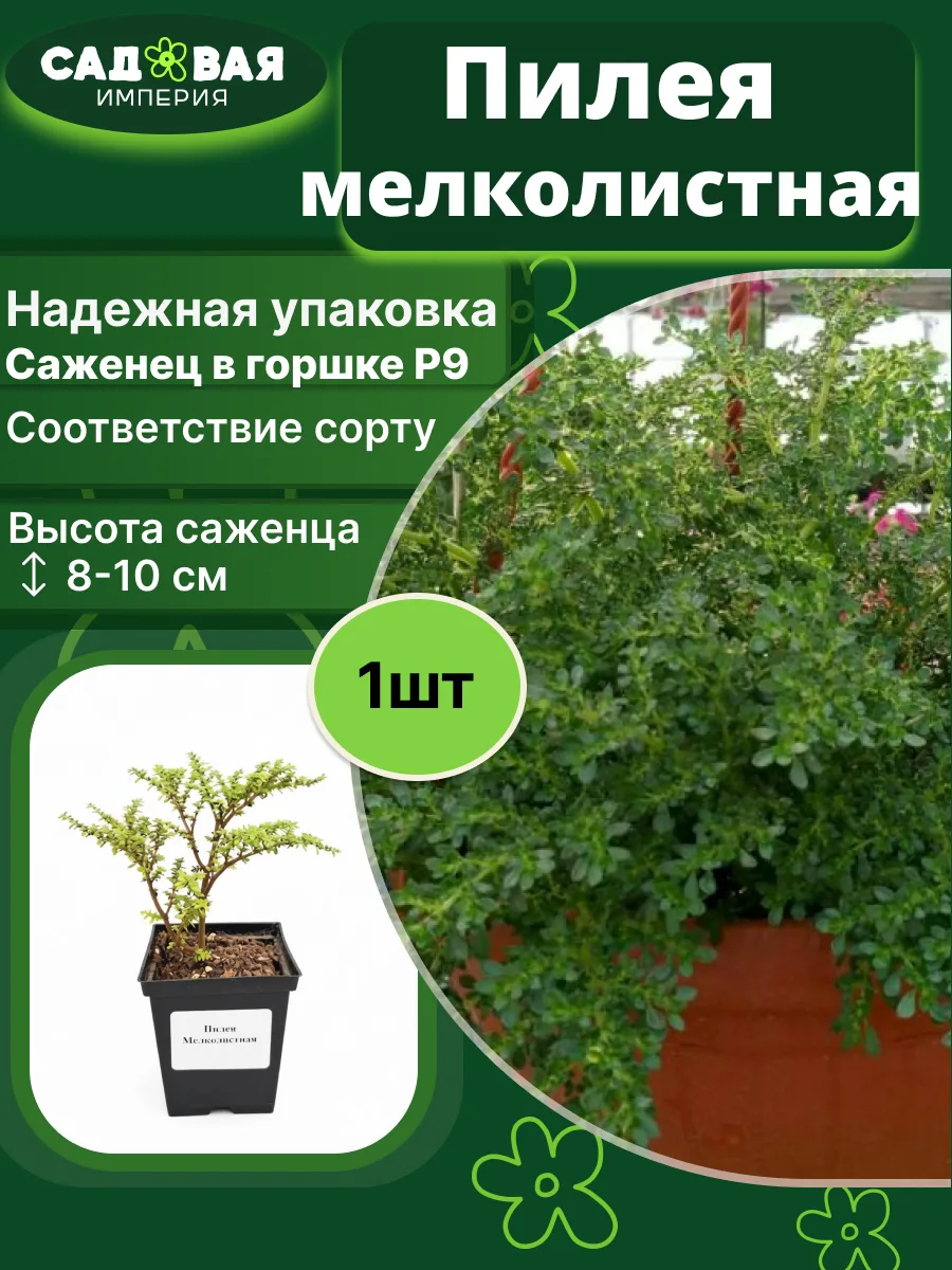Пилея мелколистная саженец