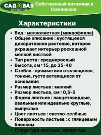 Пилея мелколистная саженец