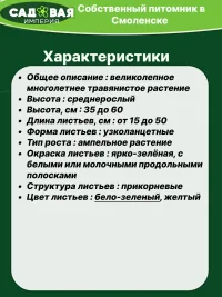 Хлорофитум саженец