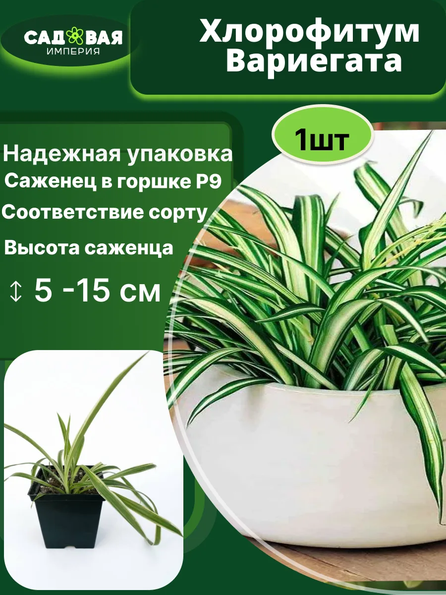 Хлорофитум саженец