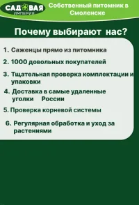 Хлорофитум саженец