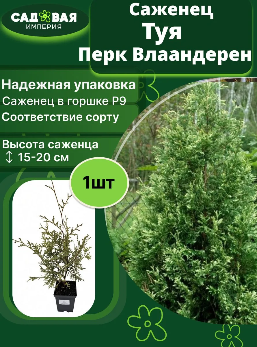 Туя Перк Вландерен саженец