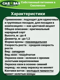 Туя Перк Вландерен саженец