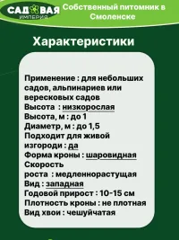 Туя Литл Джем саженец