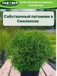 Туя Литл Джем саженец