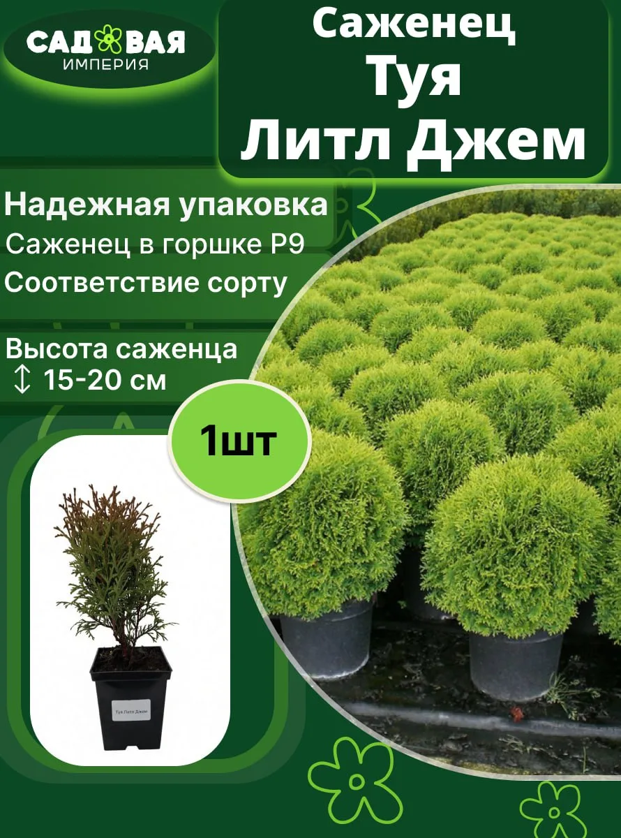 Туя Литл Джем саженец