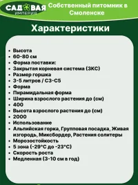 Туя Европа Голд саженец