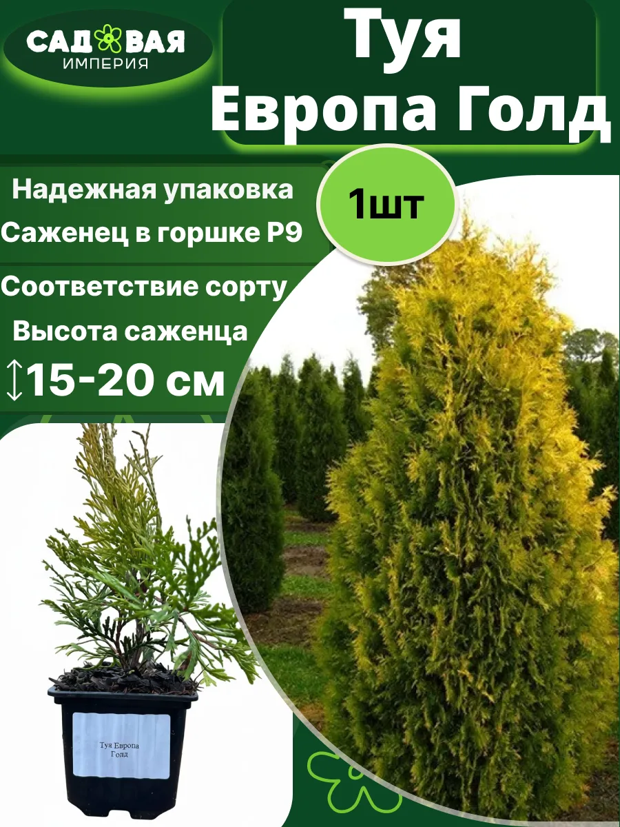 Туя Европа Голд саженец