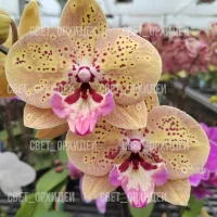 Phal Diana*s Freckles / Веснушки Дианы