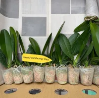 Phal Diana*s Freckles / Веснушки Дианы