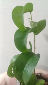 Фикус КУДРЯВЫЙ