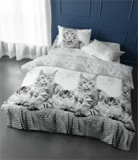 Котики