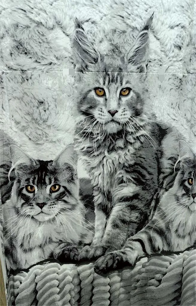 Котики