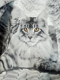 Котики