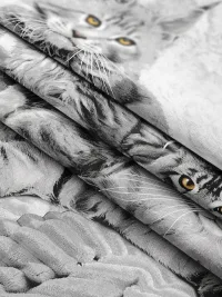 Котики