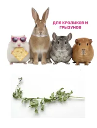 Козлятник