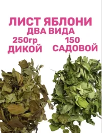 Лист ЯБЛОНИ