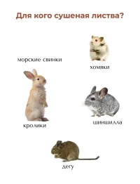 Лист МАЛИНЫ