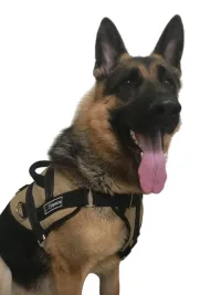 Шлейка CORDURA