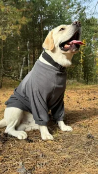 Свитшот Флисовый для собак