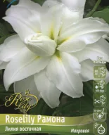 Лилия восточная RoseLily