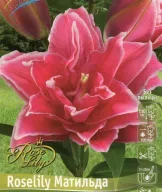 Лилия восточная RoseLily